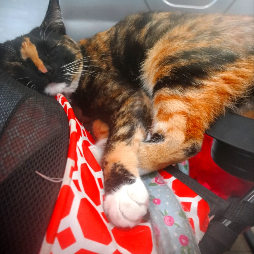 Meet your Posher, Claire and her Kitten Bison Lemur